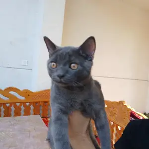 Британский кот, Худжанд