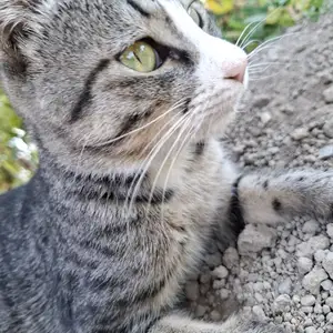 Серо-пятнистый котик, Худжанд