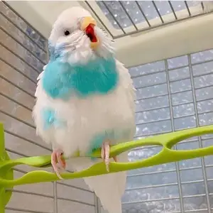 Попугай, Душанбе