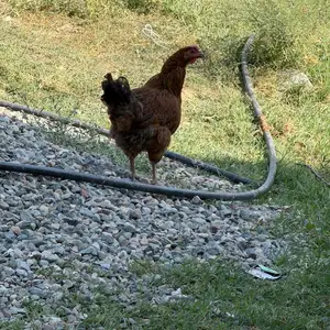 Ломан Браун, Душанбе