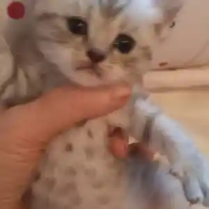 Британские котята, Душанбе