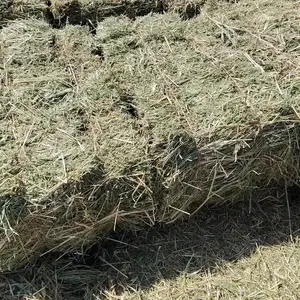 Пресси алаф, Гиссар