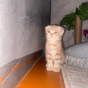 Шотландская виислоухая кошка, Душанбе