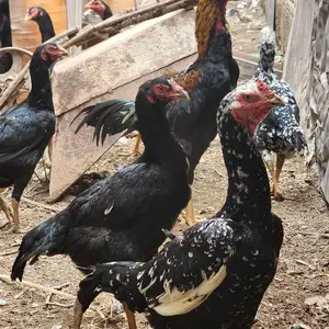 Тухми дакан, Худжанд