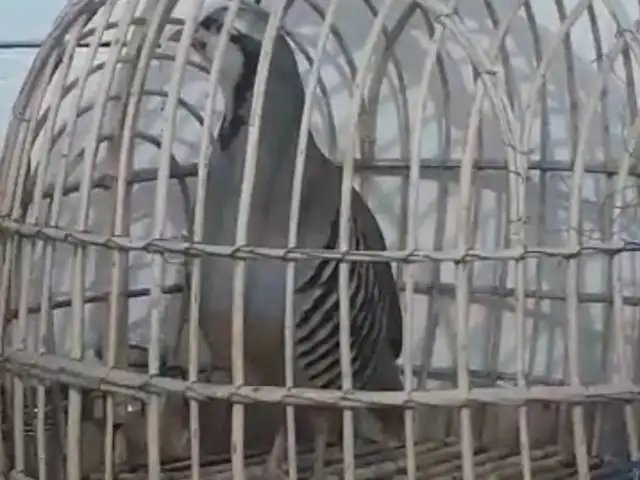 Кабк, Душанбе