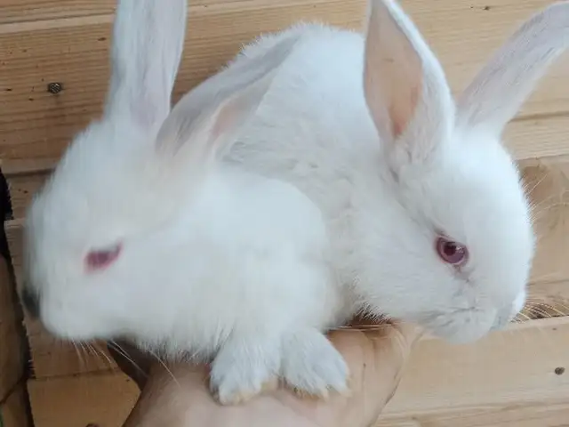 Харгушча, Душанбе