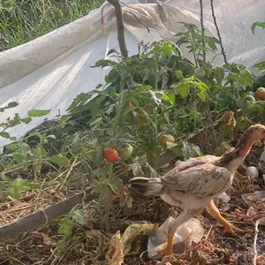 Мокиён дакан, Душанбе