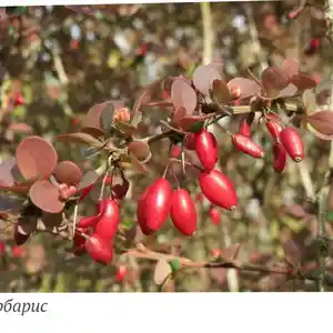 Растение Барбарис, Душанбе