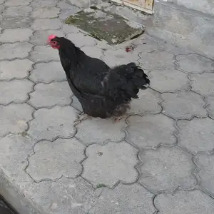 Тухми джерский гигант, Душанбе