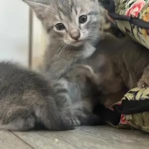Кошка, Душанбе
