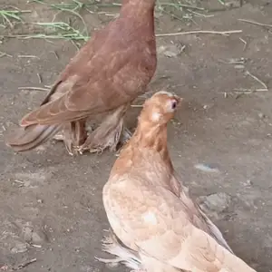Кафтар, Абдурахмони Джоми