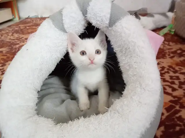 Шотландская белоснежная кошка, Худжанд