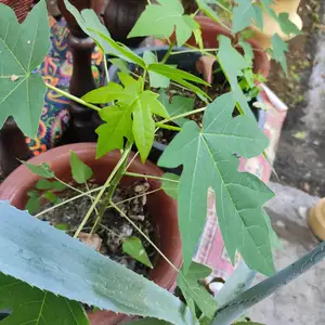 Папайя, Канибадам