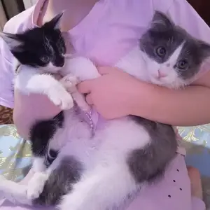 Котёнок, Душанбе