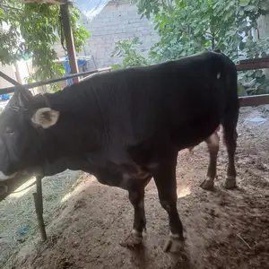Бука, Турсунзаде