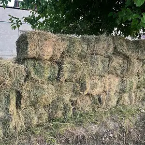 Юнучка, Худжанд