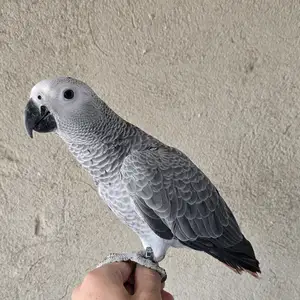 Папугай жако, Душанбе