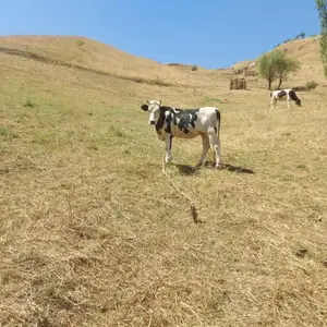 Гуноҷин, Рогун