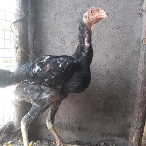 Чуча, Вахш