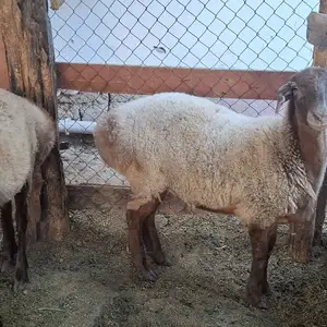 Солук барра, Худжанд