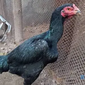 Тухми дакан, Турсунзаде