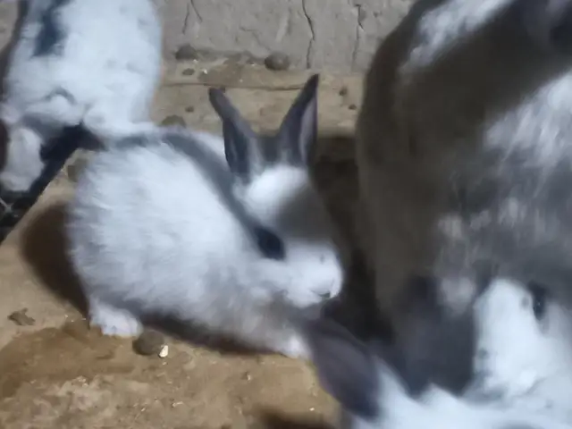 Харгушчаҳо, Пенджикент