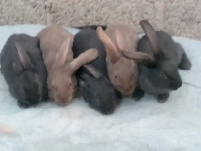 Харгушчаҳо, Норак