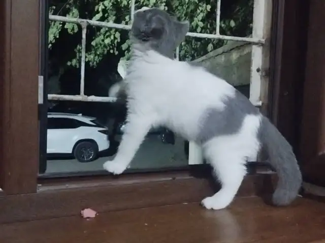 Котята, Душанбе - 3