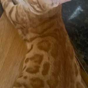 Бенгальский кот на вязку, Душанбе