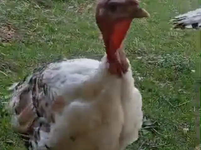 Индук, Панҷакент