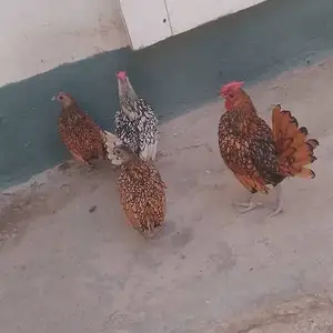 Мурғи японча, Душанбе