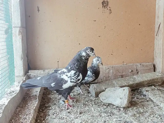 Кафтар, Душанбе