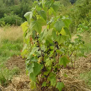 Смородина черная, Душанбе