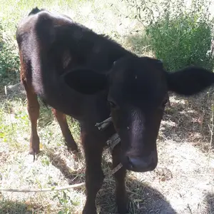 Гови оча бача, Канибадам