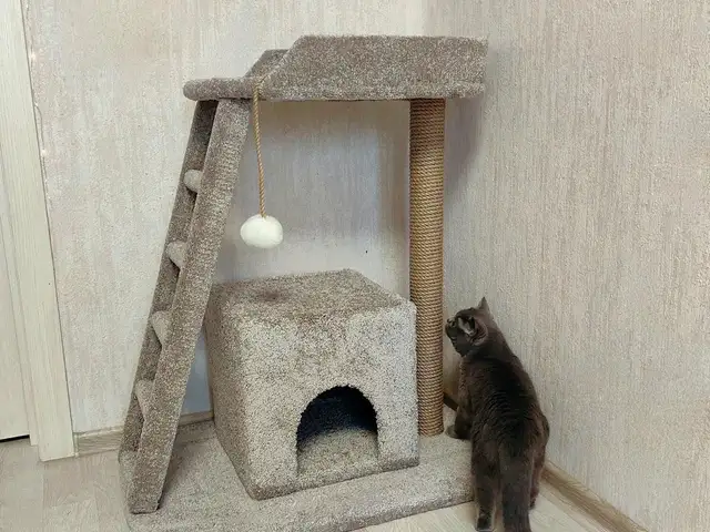 Домик для кошки, Душанбе