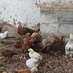 Чучаи мурги ломан браун, Ҳамадонӣ