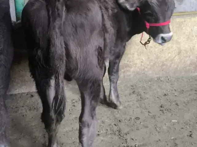 Букачахо, Хуҷанд