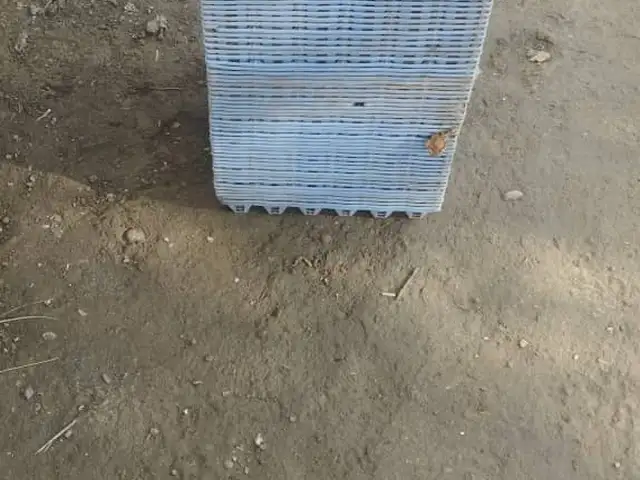 Лотки для яиц, Канибадам