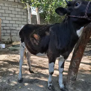 Гуночин, Деваштич (Ганчи)
