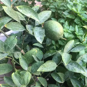 Лимонник, Конибодом