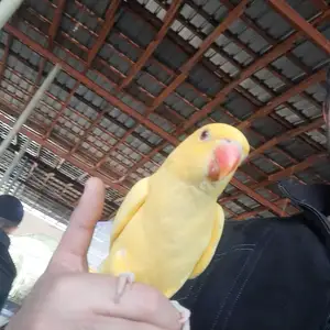 Попугай, Душанбе