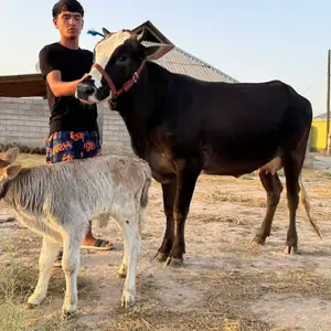 Гов, Хуросон
