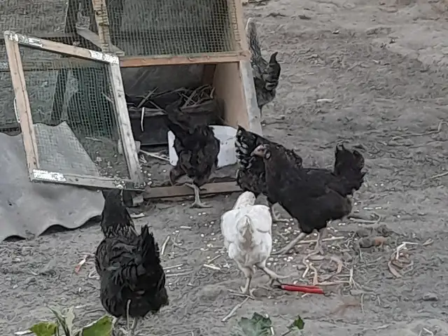 Мург, Душанбе