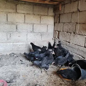 Чуча Джерский гигант, Душанбе