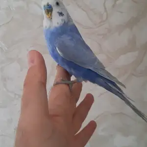 Попугай, Душанбе