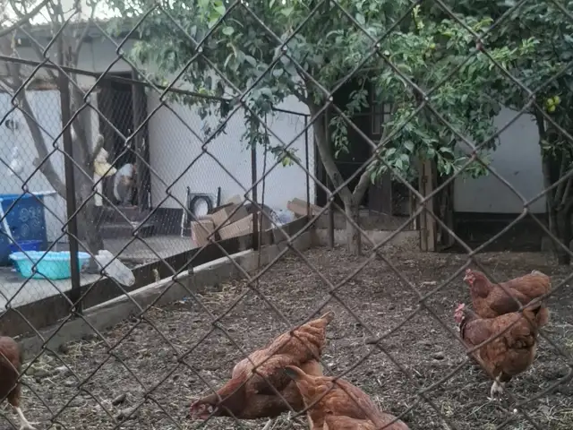 Тухми ломан браун, Шахринав