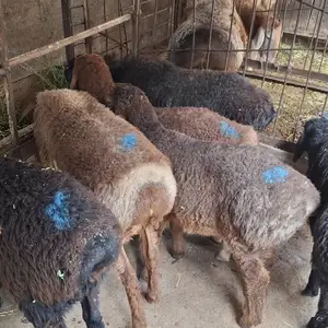 Кушкор, Худжанд