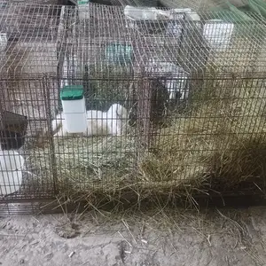 Клетка, Вахдат