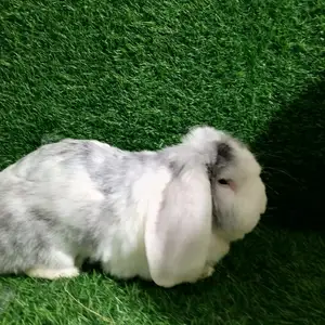 Французский весовой баран, Душанбе