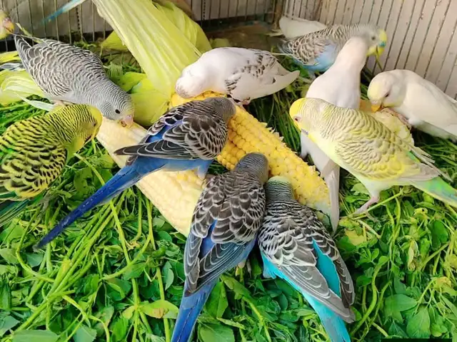 Попугай, Душанбе